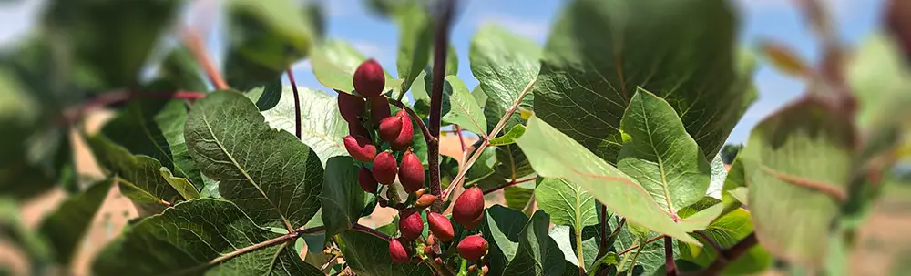 cultivo de pistacheros en secano en Venta del Moro, Valencia