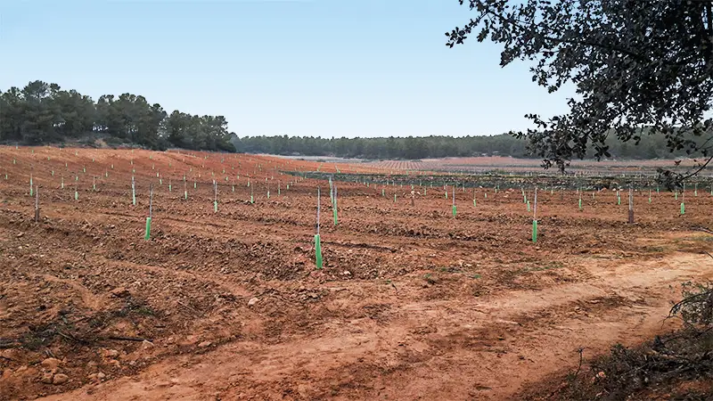 cultivo de pistacheros en secano en el interior de Valencia