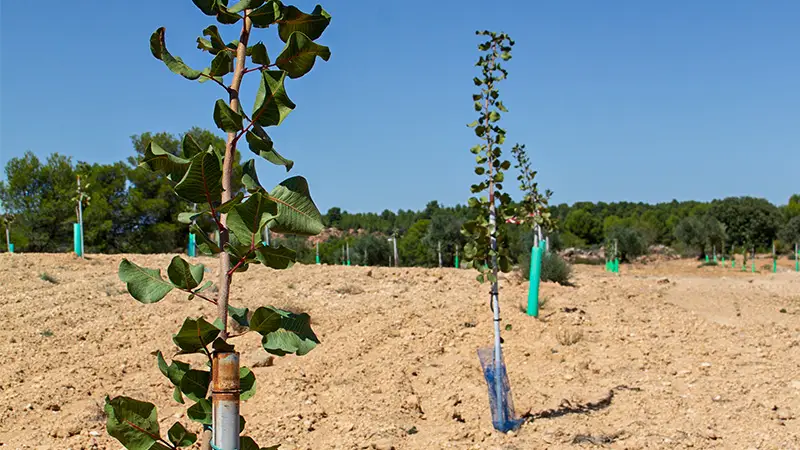 cultivo de pistacheros en secano, interior de Valencia