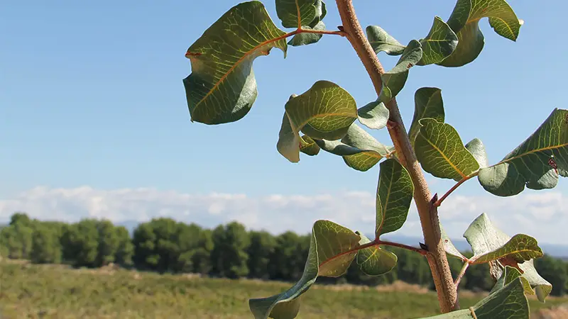 pistachero en Venta del Moro, Comunitat Valenciana