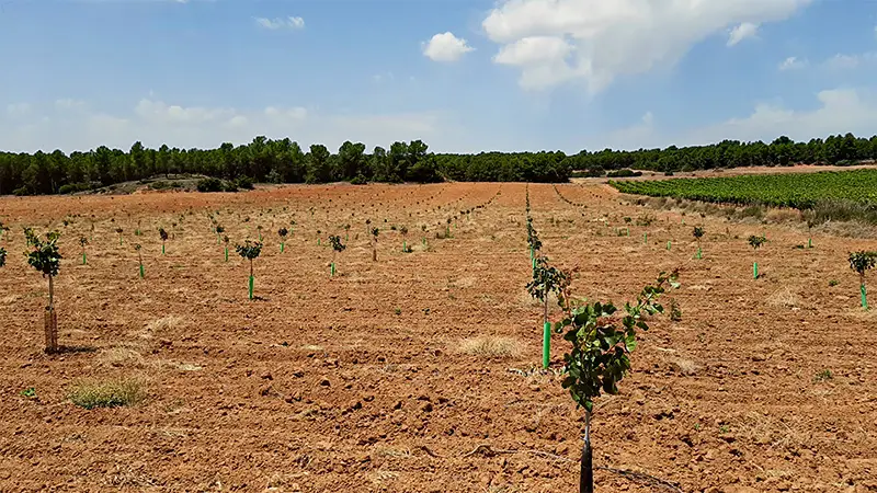 plantación de pistacheros en Venta del Moro, Valencia