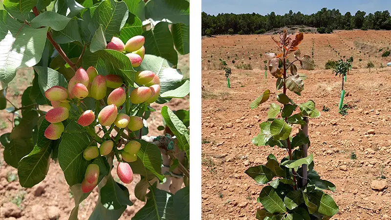 cultivo de pistacheros variedad Kerman en secano